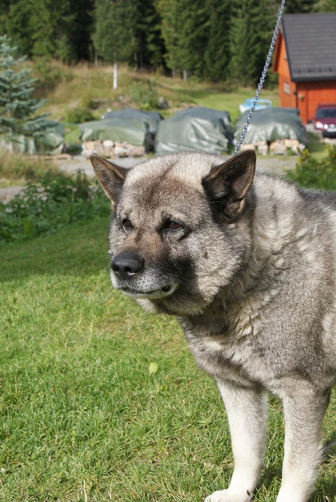 Kopf und dichtes Fell eines grauen Norwegischen Elchhunds.