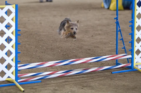 Ein Norwich Terrier springt über eine Stange bei einem Agilitywettbewerb.