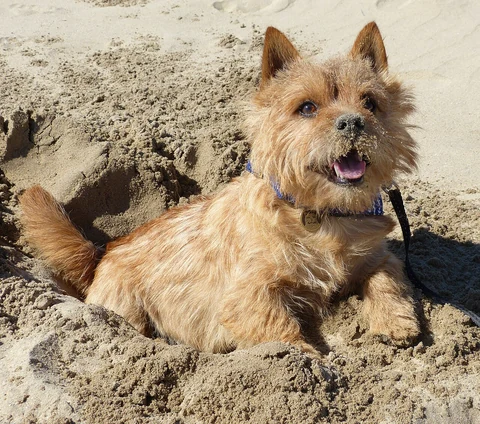 Ein Norwich Terrier liegt in einer Mulde im Sand.