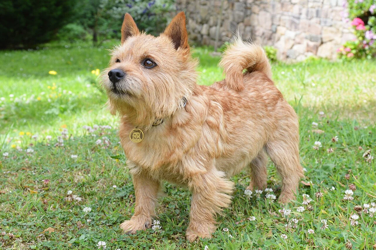 Ein Norwich Terrier steht im Gras.