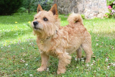 Ein Norwich Terrier steht im Gras.