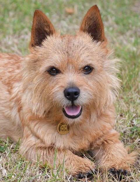 Die aufrecht stehenden Ohren und das raue Fell eines Norwich Terriers.