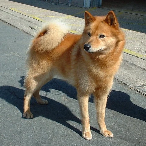 Finnischer Spitz steht bei einer Hundeausstellung auf gepflastertem Boden.