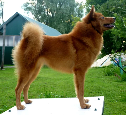 Finnischer Spitz steht seitlich auf einer weißen Fläche im Freien.