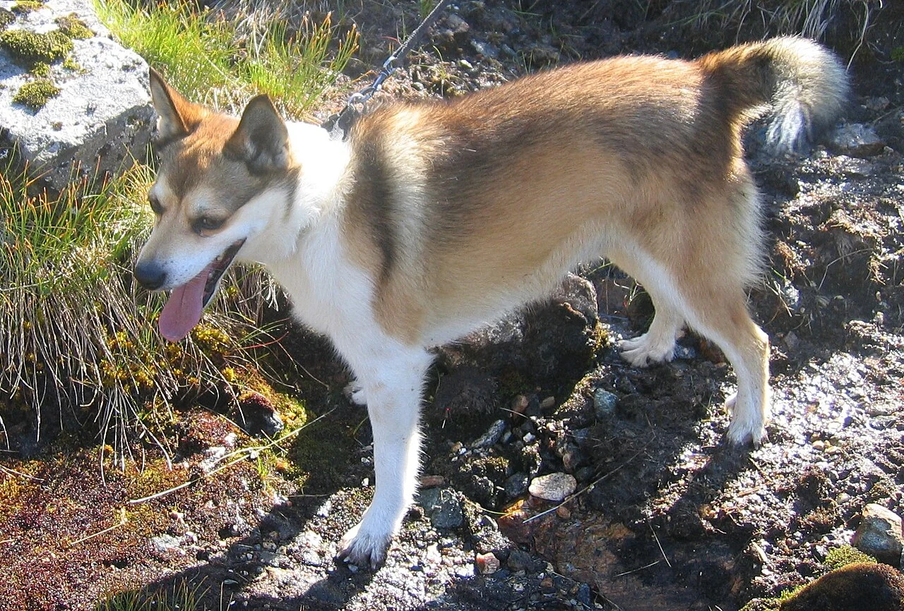Norwegischer Lundehund steht seitlich zwischen Felsen und Gras.