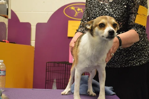 Norwegischer Lundehund wird bei einer Hundeausstellung von vorn gezeigt.