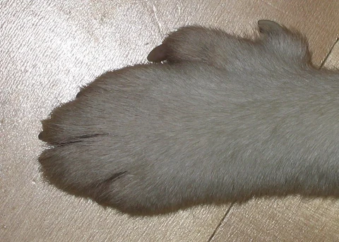 Nahaufnahme einer Pfote des Norwegischen Lundehunds mit zusätzlichen Zehen.
