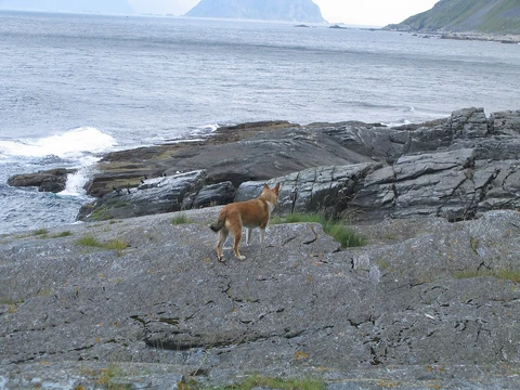 Norwegischer Lundehund blickt von der Insel Værøy auf das Meer.