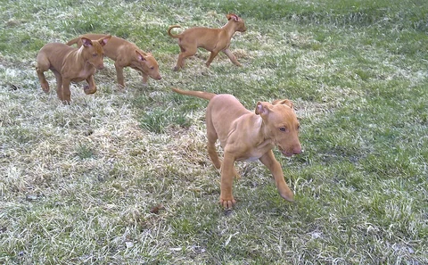 Several young Pharaoh Hounds run together across grass.