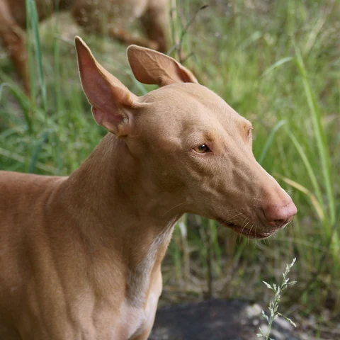 A Pharaoh Hound’s head with amber eyes and upright ears.