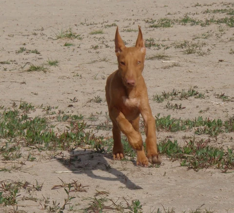 A Pharaoh Hound runs across an open area towards the camera.