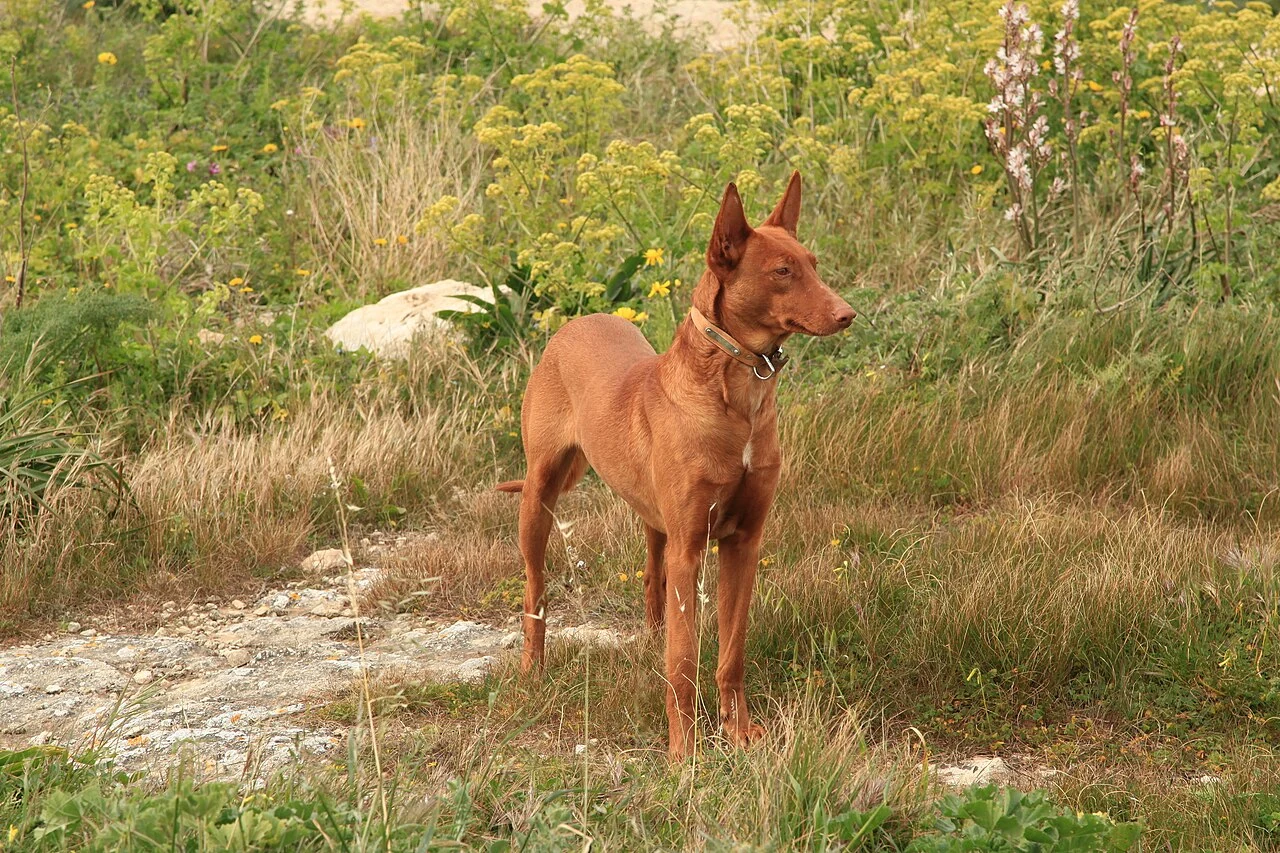 A Pharaoh Hound stands among grasses and yellow flowers in Malta.