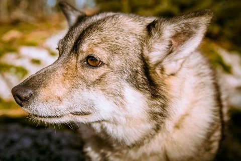 Nahaufnahme von Kopf und aufrechtem Ohr eines Västgötaspets.