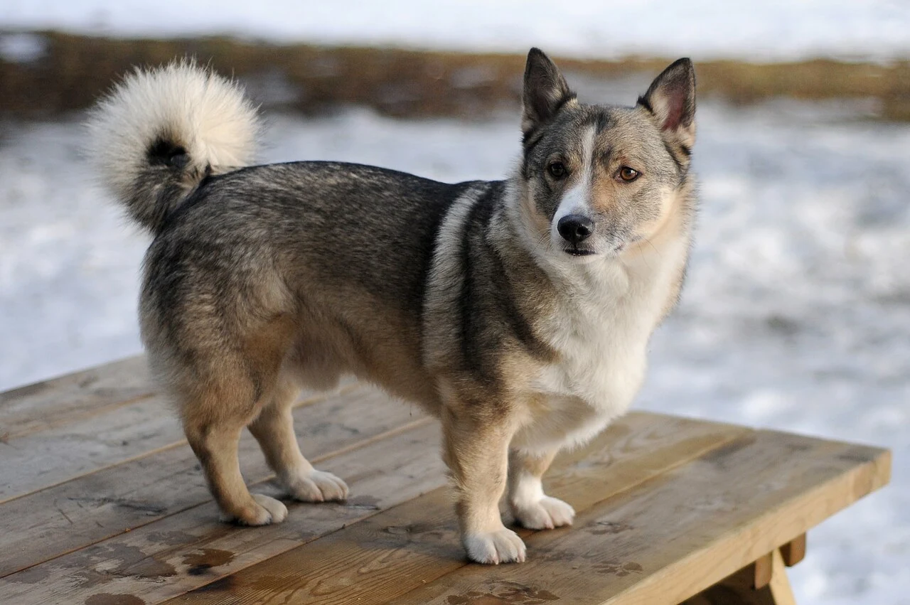 Västgötaspets auf einer Holzfläche in winterlicher Umgebung.