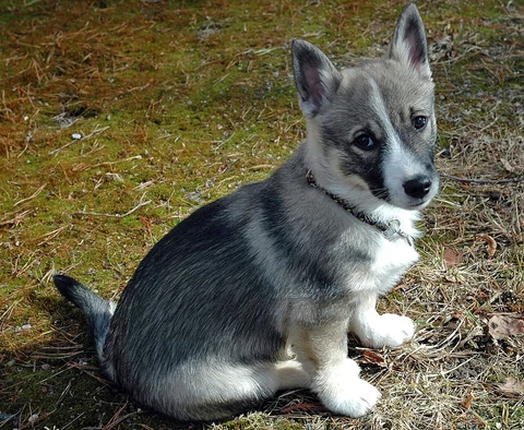 Drei Monate alter Västgötaspets sitzt auf Waldboden.
