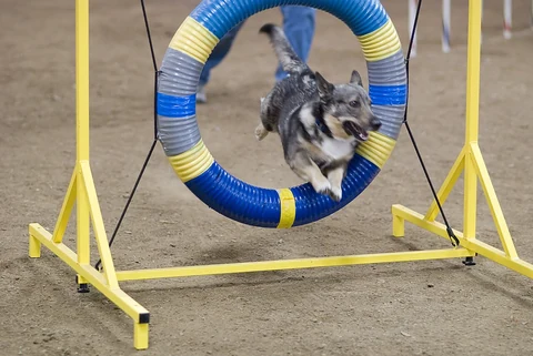 Västgötaspets springt bei einem Agilitywettbewerb durch einen Reifen.