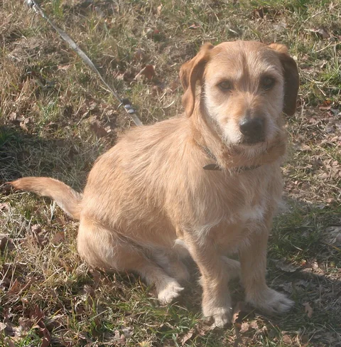 A reddish-brown Basset Fauve de Bretagne sitting on grassy ground and looking towards the camera.