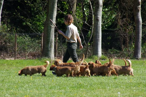 Several reddish-brown Basset Fauve de Bretagne moving across grass with a person.