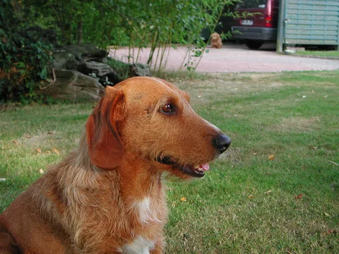 A reddish-brown Basset Fauve de Bretagne with drop ears looking to the side in a garden.