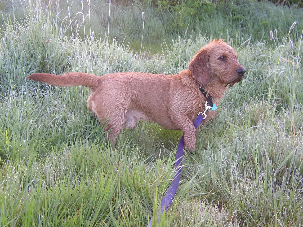 A reddish-brown Basset Fauve de Bretagne standing on a lead in long grass.