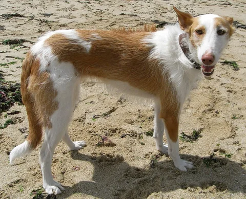 Ein rotweißer Podenco Ibicenco mit langem Fell steht auf sandigem Boden.