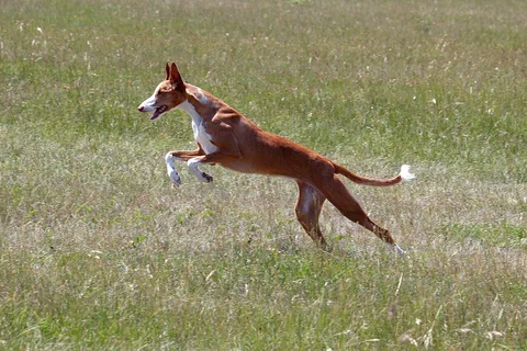 Ein rotweißer Podenco Ibicenco läuft über eine Wiese.