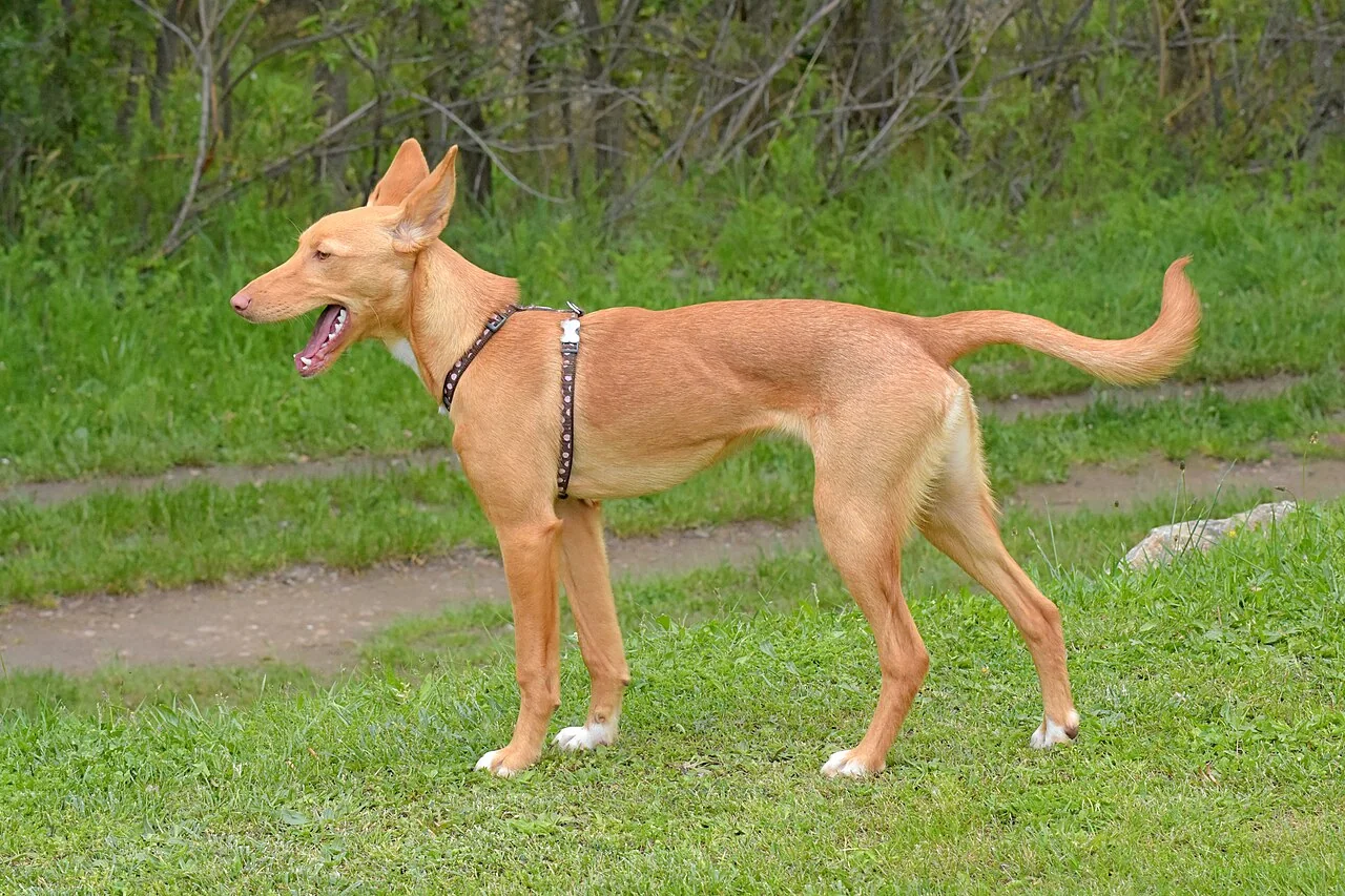 Ein junger rotbrauner Podenco Ibicenco steht seitlich auf einer Wiese.