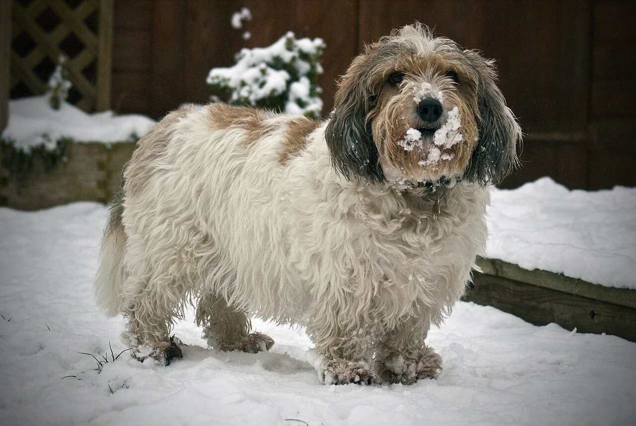 A white-and-brown Petit Basset Griffon Vendéen with a beard standing in snow and looking towards the camera.