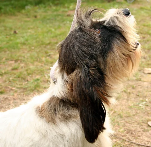 The black-and-white head of a Petit Basset Griffon Vendéen with a beard and drop ears.