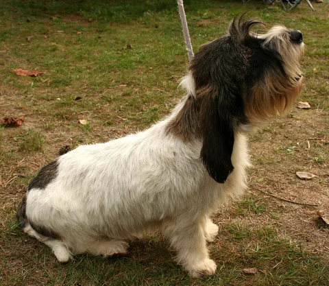 A black-and-white Petit Basset Griffon Vendéen sitting outdoors and looking up.