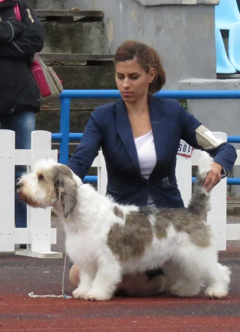 A white-and-brown Petit Basset Griffon Vendéen standing in side view in front of a person at a dog show.