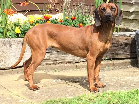 A reddish-brown Bavarian Mountain Scent Hound with a dark face standing on garden paving.