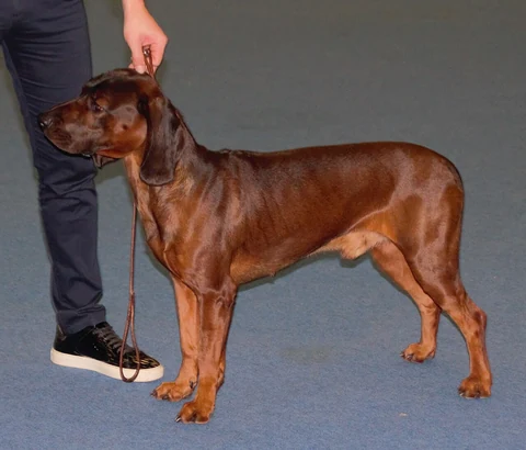 A reddish-brown Bavarian Mountain Scent Hound standing with its handler on a blue show floor.