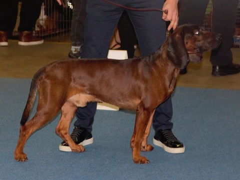 A Bavarian Mountain Scent Hound standing facing right at a show.