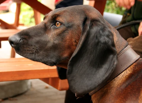 A Bavarian Mountain Scent Hound head in profile with dark hanging ears.