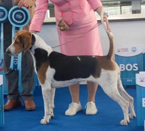 English Foxhound in Seitenansicht, mit schwarzem Rücken und weiß-braunen Beinen.