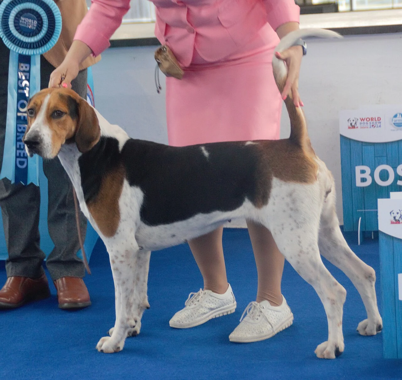 Dreifarbiger English Foxhound steht auf blauem Boden bei einer Hundeausstellung.