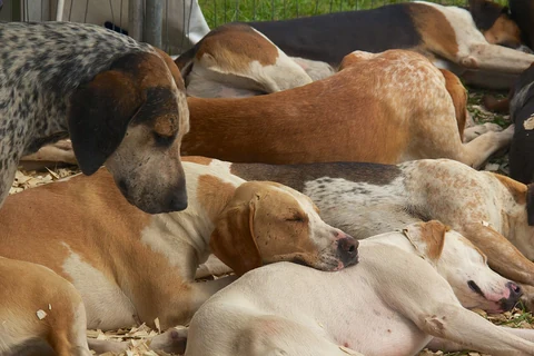 Mehrere English Foxhounds liegen gemeinsam auf einer mit Holzspänen bedeckten Fläche.