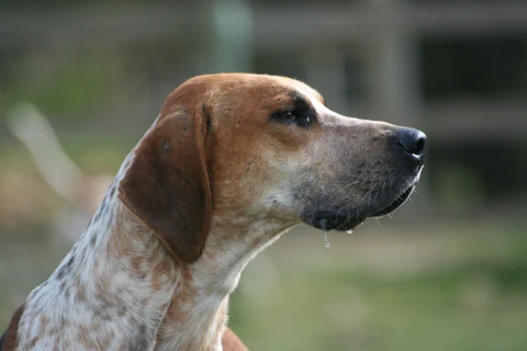 Kopf eines English Foxhounds in Seitenansicht vor grünem Hintergrund.