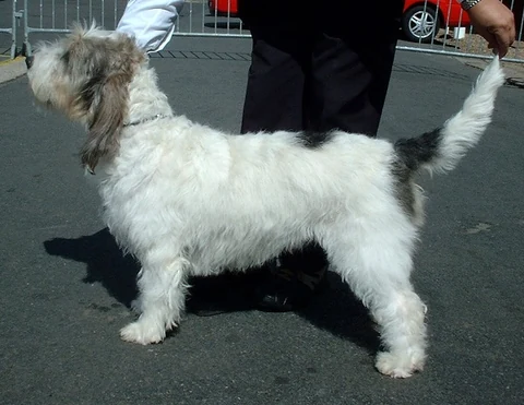 A white and grey Grand Basset Griffon Vendéen standing in side view on tarmac.