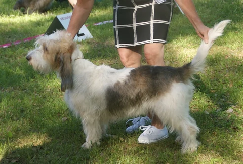 A tricolour Grand Basset Griffon Vendéen standing with its handler on grass.