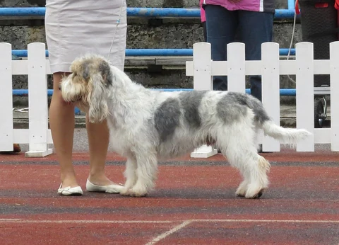 A tricolour Grand Basset Griffon Vendéen in front of a white fence at a show.