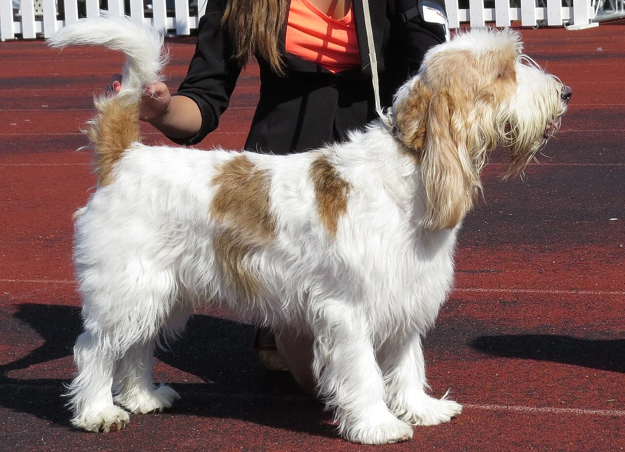 A white and tan Grand Basset Griffon Vendéen in side view on a red track.