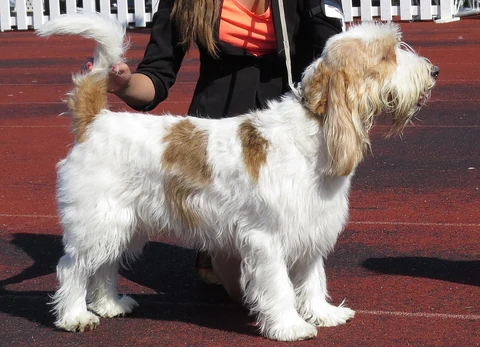 A white and tan Grand Basset Griffon Vendéen in side view on a red track.