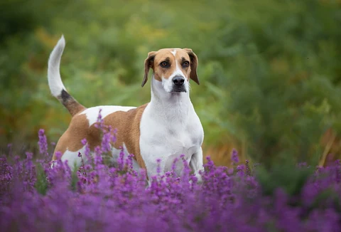 Erwachsener weiß-brauner Harrier blickt zwischen violetten Blüten nach vorn.