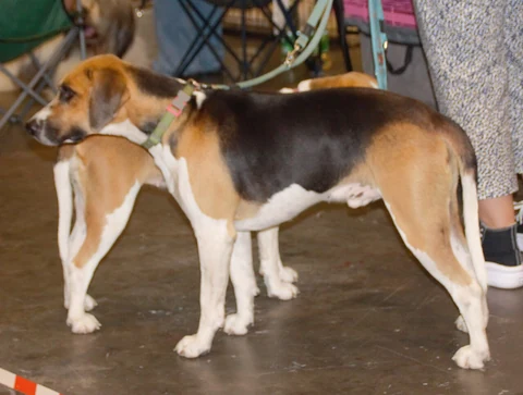 Zwei dreifarbige Harrier stehen nebeneinander bei einer Hundeausstellung.