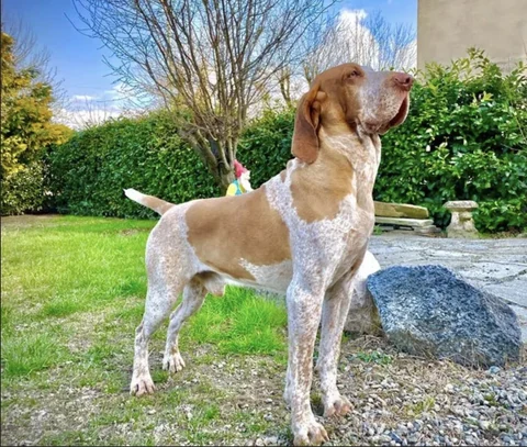 Ein weiß und orange gefleckter Bracco Italiano steht im Garten.