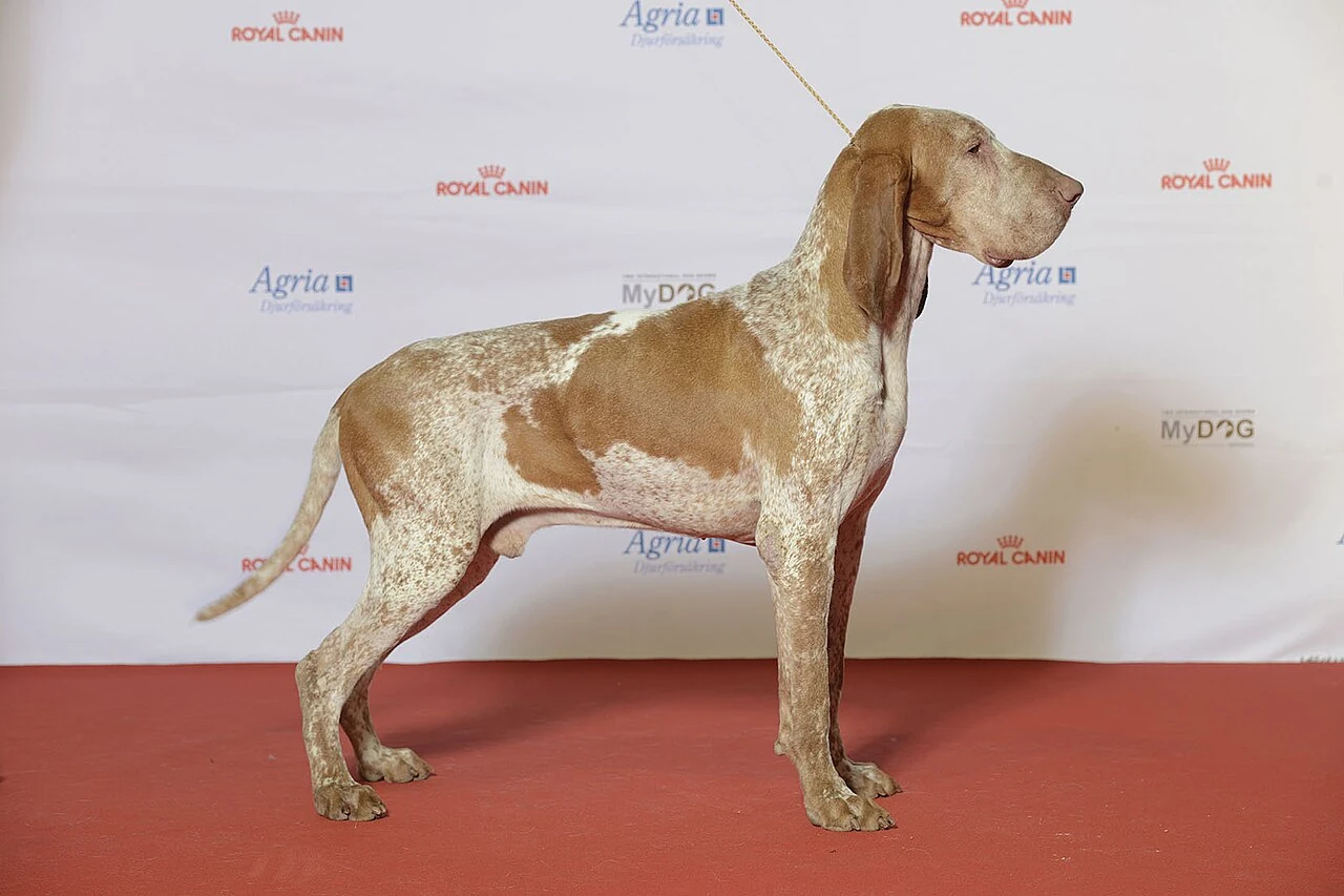 Ein Bracco Italiano in Seitenansicht auf einer Hundeausstellung.