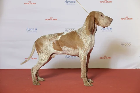 Ein Bracco Italiano in Seitenansicht auf einer Hundeausstellung.