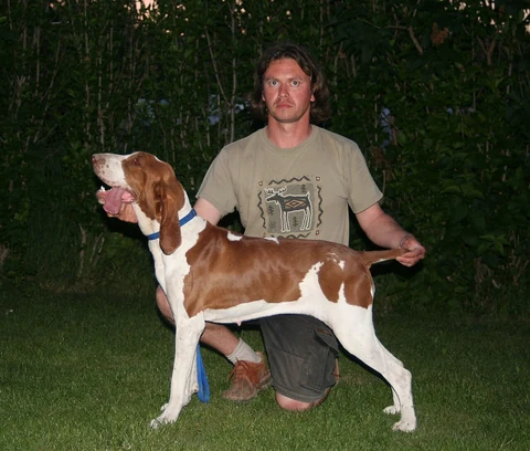 Ein Bracco Italiano wird auf einer Wiese von seinem Besitzer vorgestellt.
